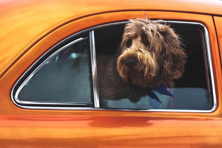 Istraživanja pokazala: Psi obožavaju da putuju u električnim automobilima!