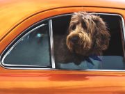 Istraživanja pokazala: Psi obožavaju da putuju u električnim automobilima!