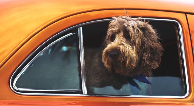 Istraživanja pokazala: Psi obožavaju da putuju u električnim automobilima!